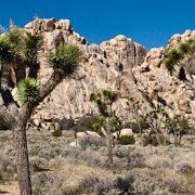 2009-04-04_01087_WTA_5DM2 Joshua Tree National Monument - Original is 26038 x 3242