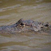 2023-05-13_201629_WTA_R5 Honey Island Swamp in Louisiana is a captivating and mysterious natural wonder. Located in the southeastern part of the state, this expansive swamp covers over...