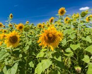 2014-08-28_47229_WTA_5DM3