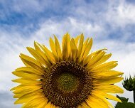 2017-07-26_125597_WTA_5DM4 Sunflowers