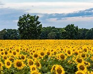 2017-07-26_125630_WTA_5DM4 Sunflowers