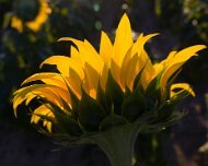 2020-08-19_021873_WTA_R5 Sunflowers - AM - Howell