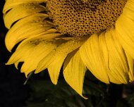 2020-08-19_021908_WTA_R5 Sunflowers - AM - Howell