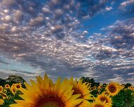 2020-08-21_022338_WTA_R5_HDR Sunflowers - AM - Howell