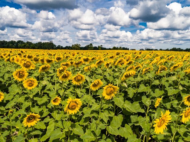 Sunflowers