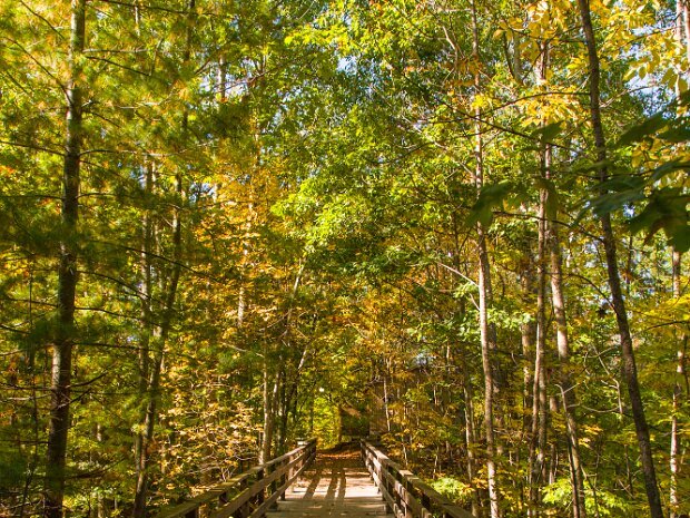 Fall Colors