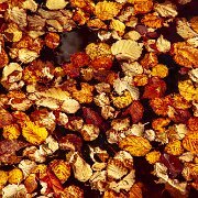 2010-10-17_15-36_07018_WTA_5DM2 Fall Colors, Michigan