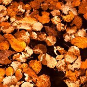 2010-10-17_15-37_07030_WTA_5DM2 Fall Colors, Michigan