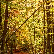 2011-10-09_12-27_15399_WTA_5DM2 Fall Colors, Michigan