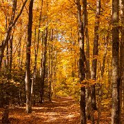 2011-10-11_14-51_16107_WTA_5DM2 Fall Colors, Michigan