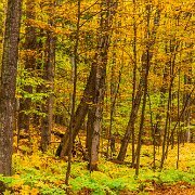 2013-10-15_15-07_38623_WTA_5DM3 Michigan's M-119 - the Tunnel of Trees