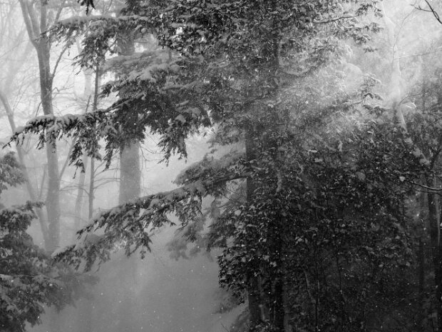 Winter Scenes