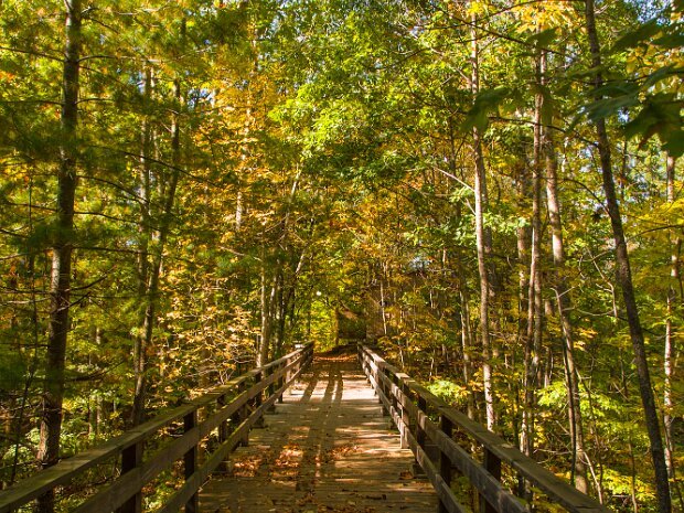 Fall Colors