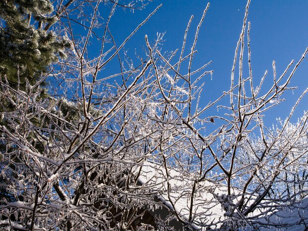 Winter Scenes