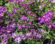 2017-05-13_114891_WTA_5DM4 Eastern Market