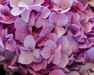 2017-05-13_114961_WTA_5DM4 Eastern Market