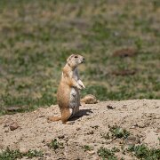 2024-05-18_463593_WTA_R5 2024 Road Trip - Day 47 Theodore Roosevelt National Park