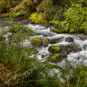 2024-05-01_435728_WTA_R5 Sweetwater Creek Falls, Mapleton, Oregon