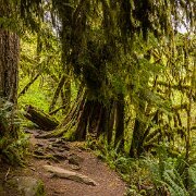 2024-05-01_435732_WTA_R5 Sweetwater Creek Falls, Mapleton, Oregon