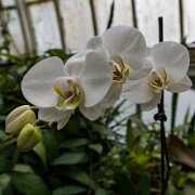 2017-06-23_21190_WTA_5DM4 Phipps Conservatory and Botanical Gardens is a botanical garden set in Schenley Park, Pittsburgh, Pennsylvania, United States. It is a City of Pittsburgh...