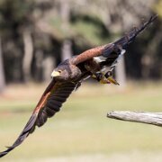 2022-04-03_064368_WTA_R5 Center for Birds of Prey Charleston, SC Harris Hawk