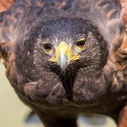 2022-04-03_064509_WTA_R5 Center for Birds of Prey Charleston, SC Harris Hawk