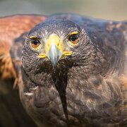 2022-04-03_064524_WTA_R5 Center for Birds of Prey Charleston, SC Harris Hawk