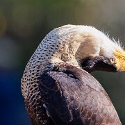 2022-04-03_064696_WTA_R5 Center for Birds of Prey Charleston, SC Crested Caracara