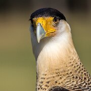 2022-04-03_065068_WTA_R5 Center for Birds of Prey Charleston, SC Crested Caracara