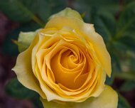 2023-05-08_185482_WTA_R5 The Memphis Botanic Garden has a rich history dating back to its establishment in 1953. It all began when a group of horticulturists and nature enthusiasts came...