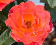 2023-05-08_185488_WTA_R5 The Memphis Botanic Garden has a rich history dating back to its establishment in 1953. It all began when a group of horticulturists and nature enthusiasts came...