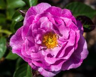 2023-05-08_185505_WTA_R5 The Memphis Botanic Garden has a rich history dating back to its establishment in 1953. It all began when a group of horticulturists and nature enthusiasts came...