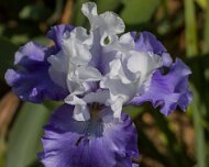 2023-05-08_185592_WTA_R5 The Memphis Botanic Garden has a rich history dating back to its establishment in 1953. It all began when a group of horticulturists and nature enthusiasts came...