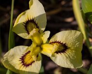 2023-05-08_185598_WTA_R5 The Memphis Botanic Garden has a rich history dating back to its establishment in 1953. It all began when a group of horticulturists and nature enthusiasts came...