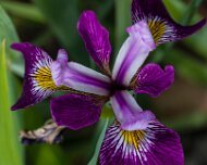 2023-05-08_185610_WTA_R5 The Memphis Botanic Garden has a rich history dating back to its establishment in 1953. It all began when a group of horticulturists and nature enthusiasts came...