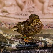 2023-05-08_185793_WTA_R5 The Peabody Hotel in Memphis has a captivating history that spans over 150 years. It all began in 1869 when Colonel Robert C. Brinkley, a prominent businessman,...