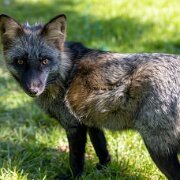 2022-09-29_158113_WTA_R5 Gray Fox, Grizzly Woodcarving, Maple Wisconsin