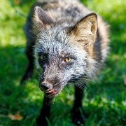 2022-09-29_158123_WTA_R5 Gray Fox, Grizzly Woodcarving, Maple Wisconsin