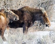 2025-01-25_303521_WTA_R5m2-Edit Jackson, Teton