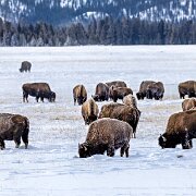 2025-01-21_295634_WTA_R5m2-Edit Yellowstone - Day 1