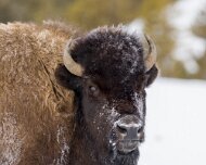 2025-01-21_295752_WTA_R5m2 Yellowstone - Day 1