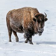 2025-01-21_295844_WTA_R5m2-Edit Yellowstone - Day 1
