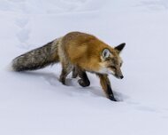 2025-01-21_296389_WTA_R5m2 Yellowstone - Day 1