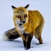 2025-01-21_296409_WTA_R5m2-Edit-2 Yellowstone - Day 1
