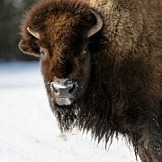 2025-01-21_296614_WTA_R5m2-Edit Yellowstone - Day 1