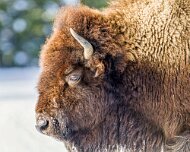 2025-01-21_296618_WTA_R5m2-Edit Yellowstone - Day 1