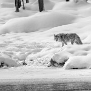 2025-01-21_296717_WTA_R5m2-Edit Yellowstone - Day 1