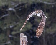 2018-02-11_47622_WTA_5DM4 Canadian Raptor Conservancy