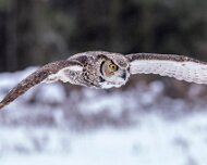 2018-02-11_47665_WTA_5DM4 Canadian Raptor Conservancy