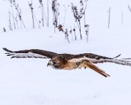 2018-02-11_48185_WTA_5DM4 Canadian Raptor Conservancy